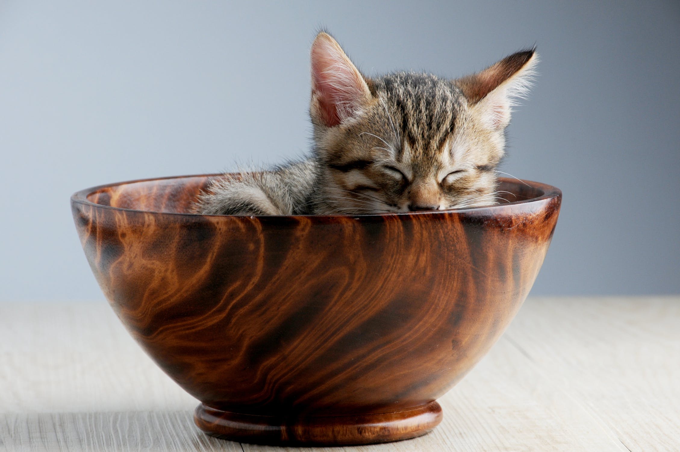 picture of cat in wooden bowl